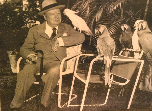 Winston Churchill visits Parrot Jungle in 1946. The park was renamed Jungle Island in 2003 and moved to Watson Island. Jungle Island reopened on Memorial Day following damage from Hurricane Irma last September. While the facility is not completely 100% the animal exhibits are open and the NeoSplash waterpark is new. Miami, FL. July 18, 2018. Staff Photo by Jim Rassol.